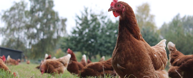 Reaping the rewards from UK leadership in farmanimal welfare: time for a national strategy